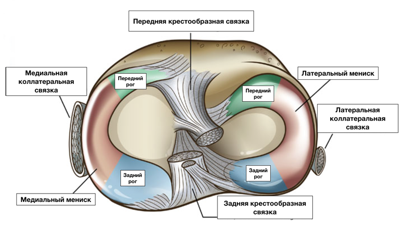 Строение мениска, схема.
