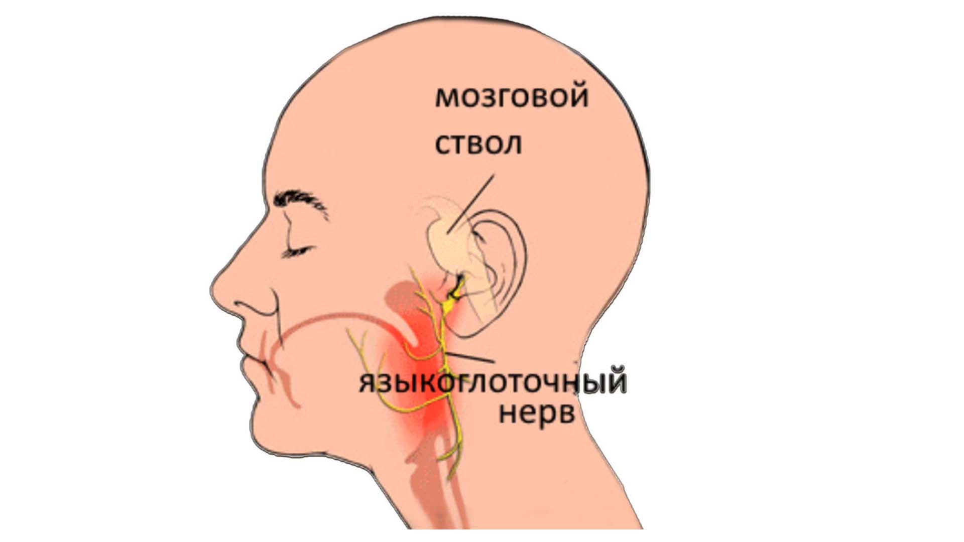 Строение языкоглоточного нерва
