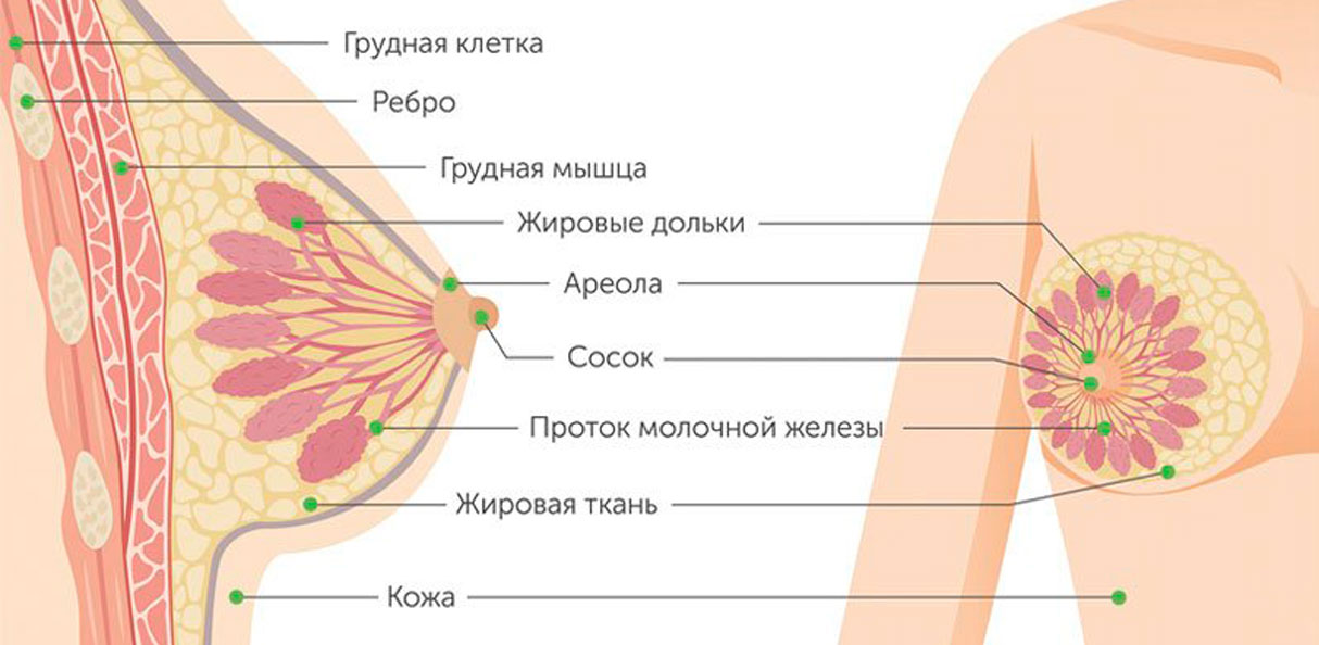 Строение молочной железы.