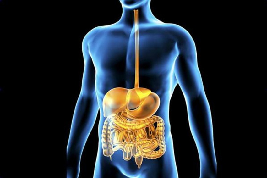 УЗИ брюшной полости - описание диагностики