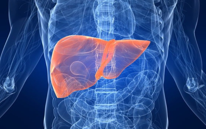 УЗИ печени и желчного пузыря - диагностика.