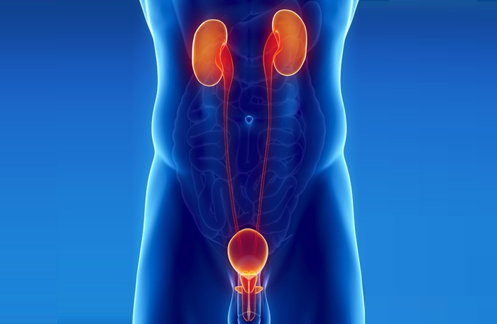 УЗИ почек, мочевого пузыря и простаты - диагностика