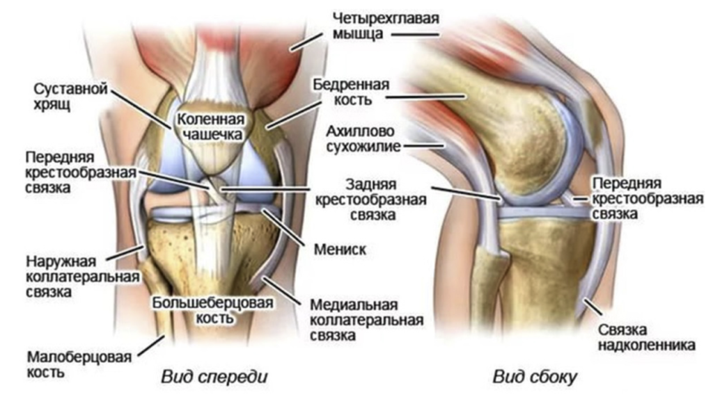 Строение коленного сустава - вид спереди и сбоку.