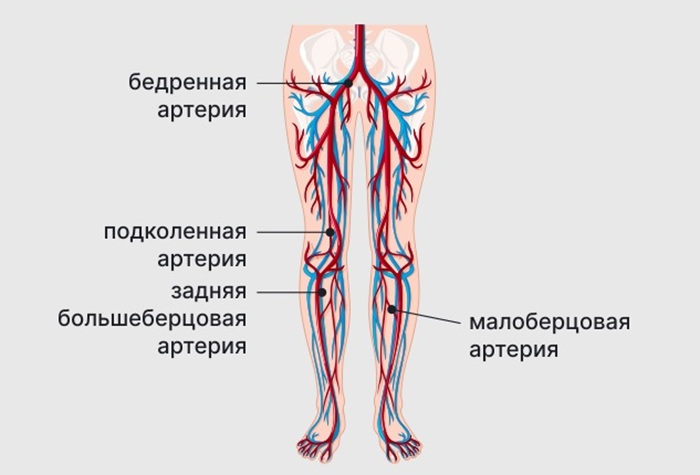 УЗДГ артерий нижних конечностей - диагностика