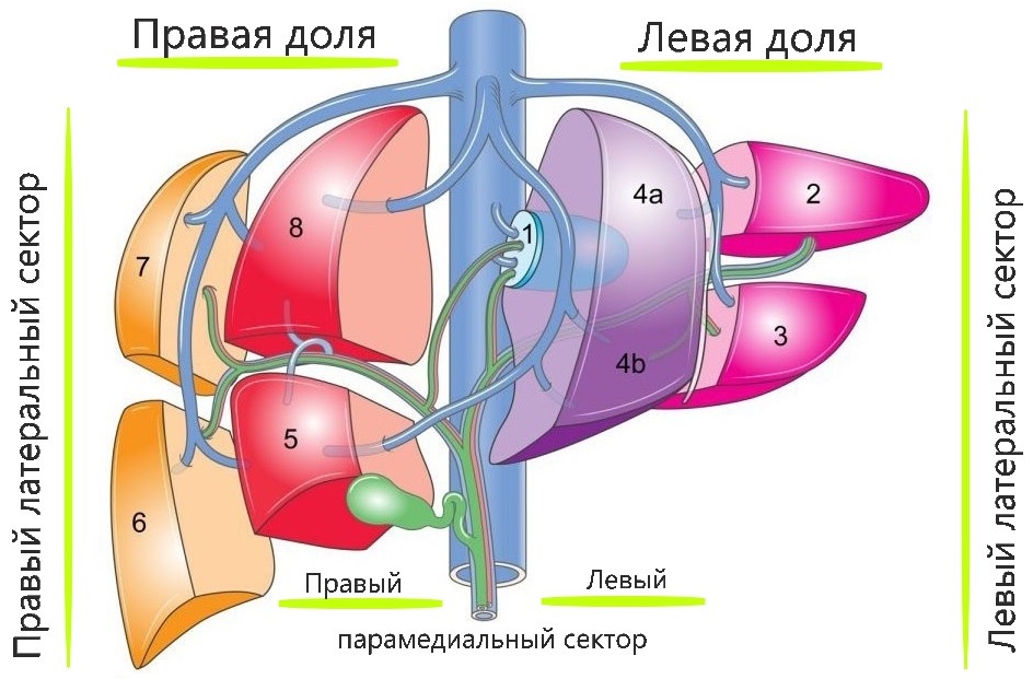 Схема сегментов печени.