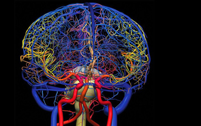 МРТ сосудов головного мозга - артерии и вены
