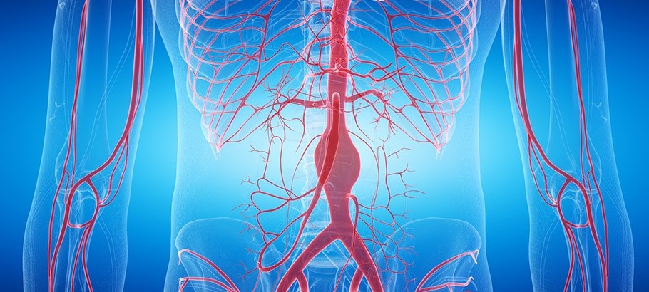 УЗИ брюшного отдела аорты - диагностика