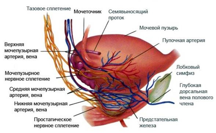 Расположение сосудов простаты.