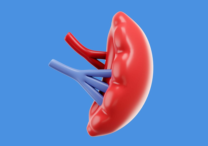 УЗДГ сосудов селезенки - диагностика.