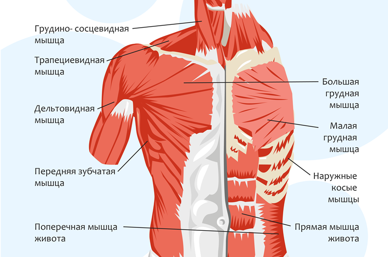 Мышцы грудного отдела позвоночника.