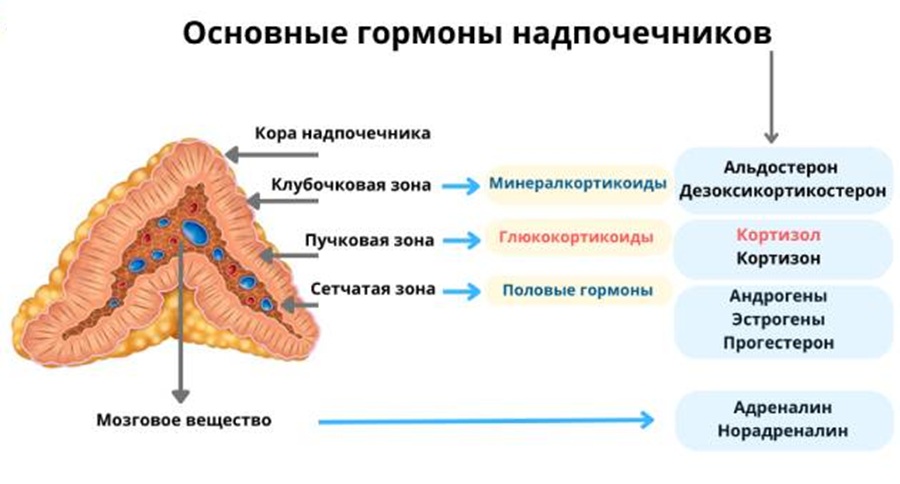 Гормоны, вырабатываемые разными областями надпочечника.