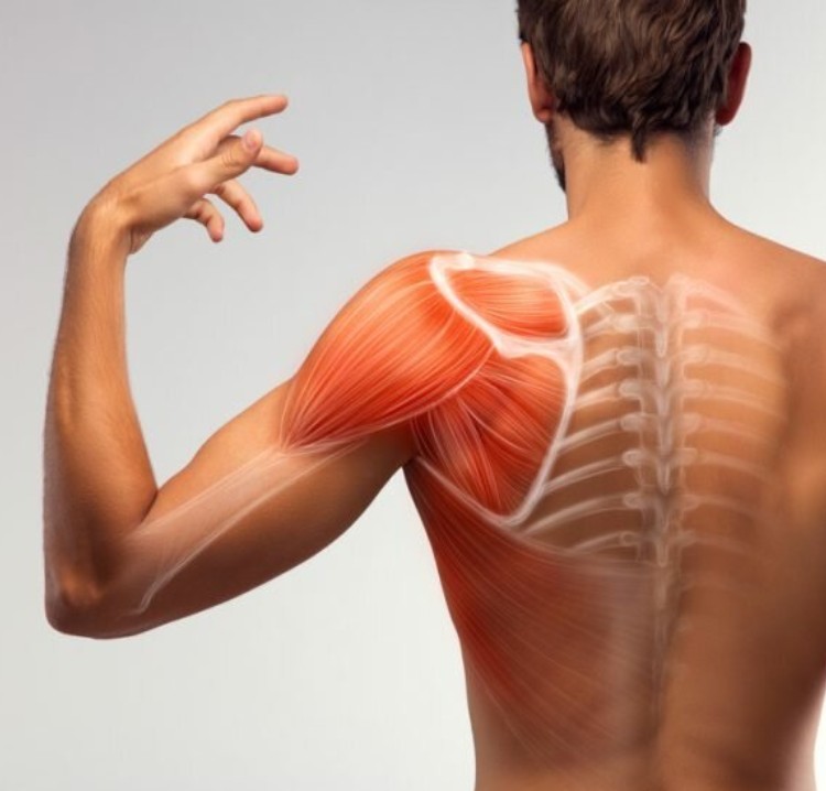 УЗИ плечевого сустава - диагностика