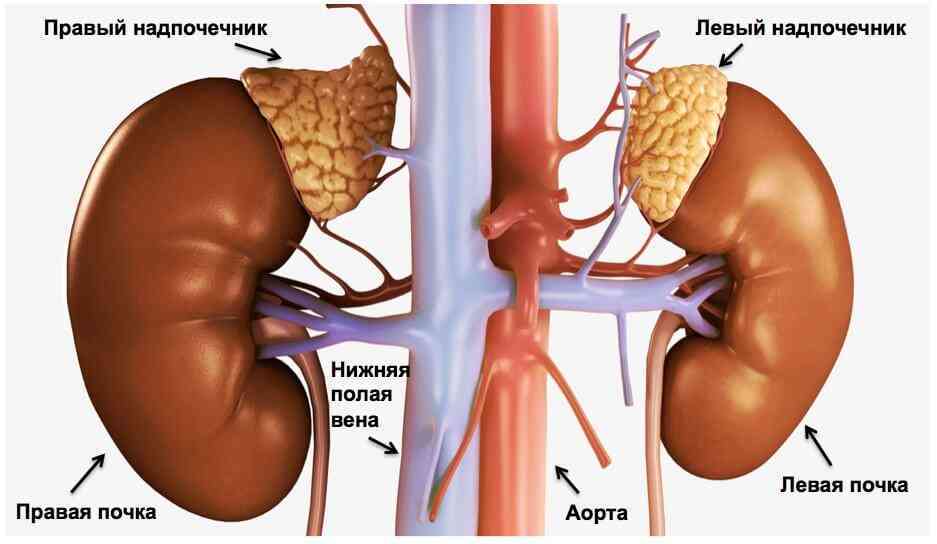 Расположение почек и надпочечников.