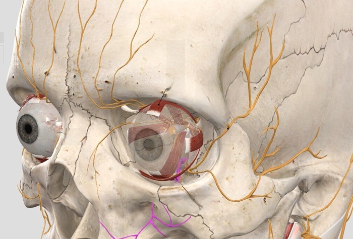 Рентген глазных орбит - диагностика