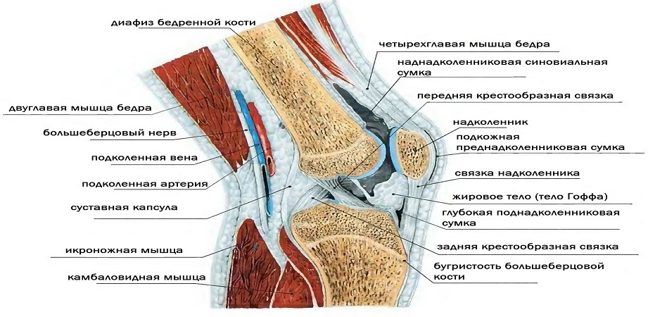 Строение коленного сустава.