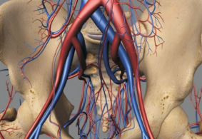 УЗИ подвздошных сосудов - диагностика