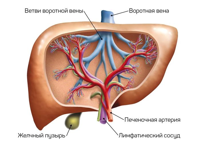 УЗДГ сосудов печени - диагностика