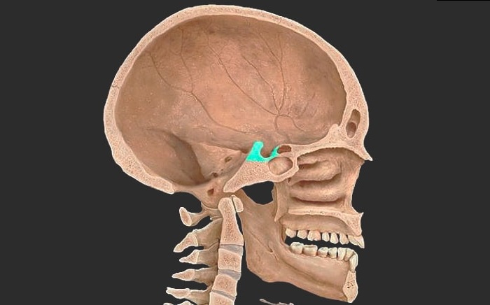 Рентген турецкого седла - результаты
