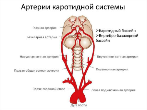 артерии каротидного синуса