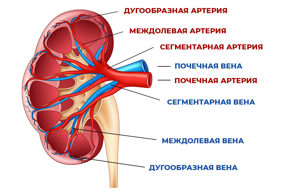 Строение и расположение почечных сосудов.