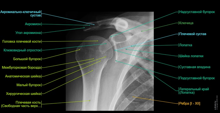 Рентген плечевой кости - расшифровка результатов